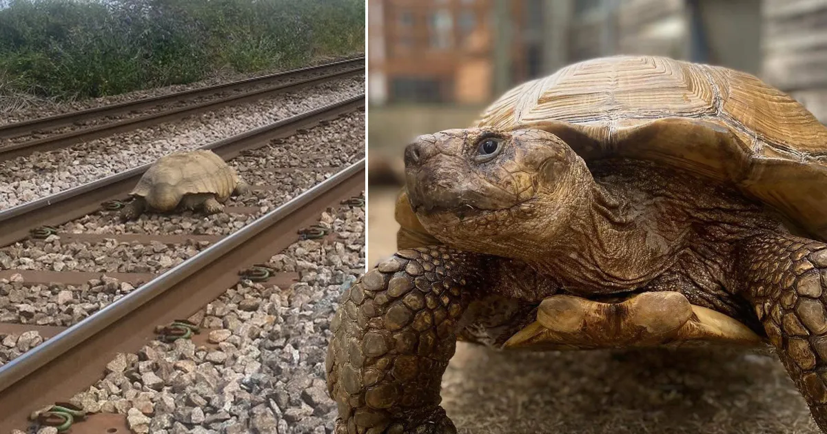 Lost Tortoise Rescued From Train Tracks Letterly Journal