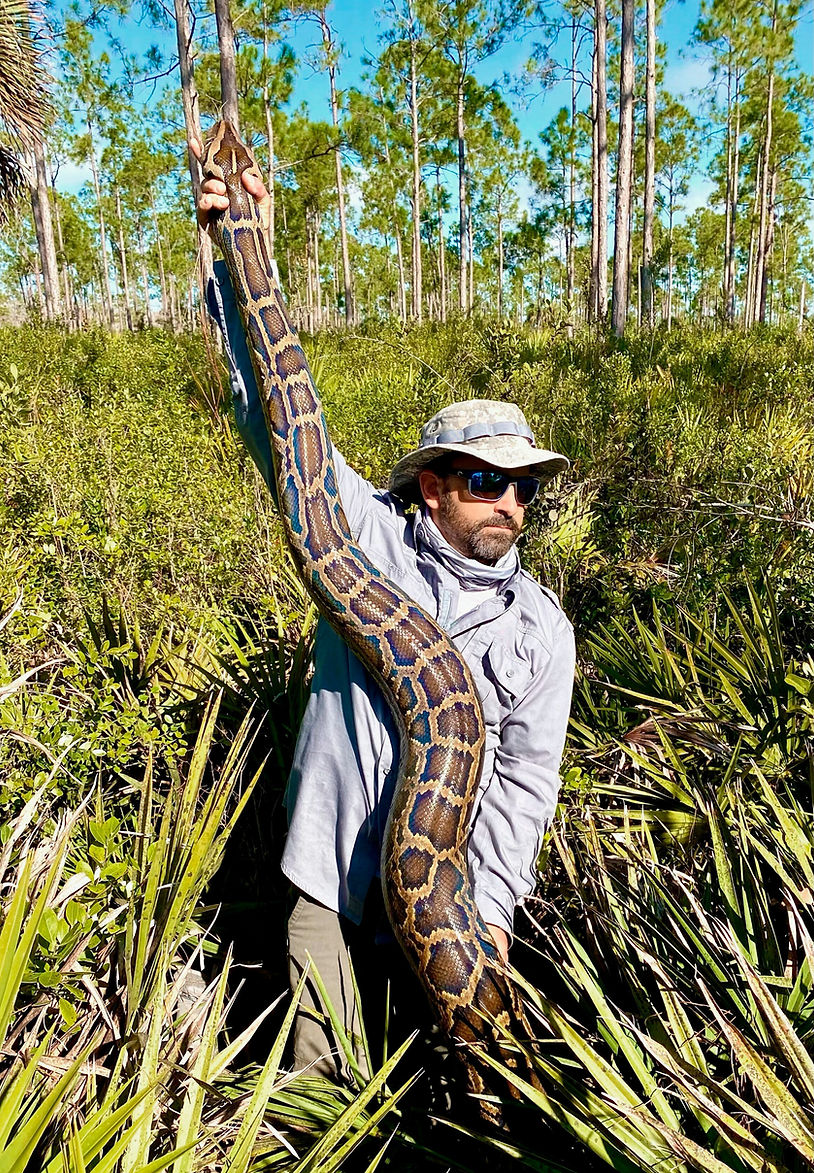 215 Lb Python Record-Breaking 215-Pound Burmese Python Captured in Florida - Letterly ...
