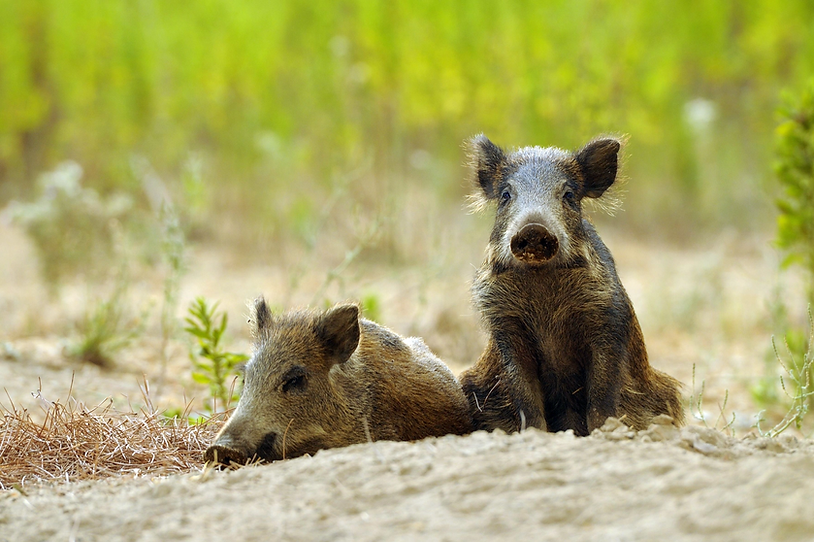 African swine fever threatens to take over the pig farms in Rome ...