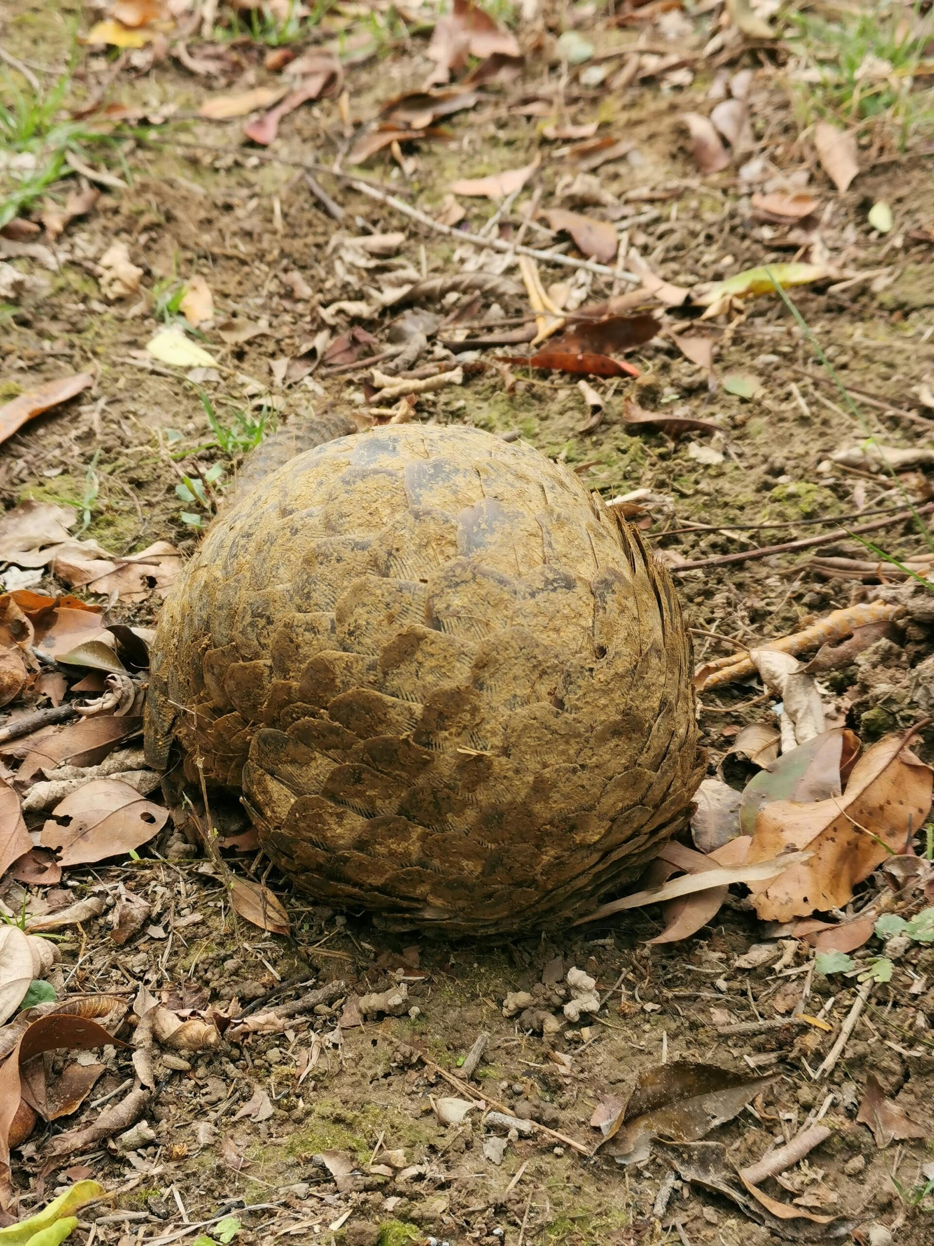 U.S Officials Say Endangered Pangolins Need Protection - Letterly Journal