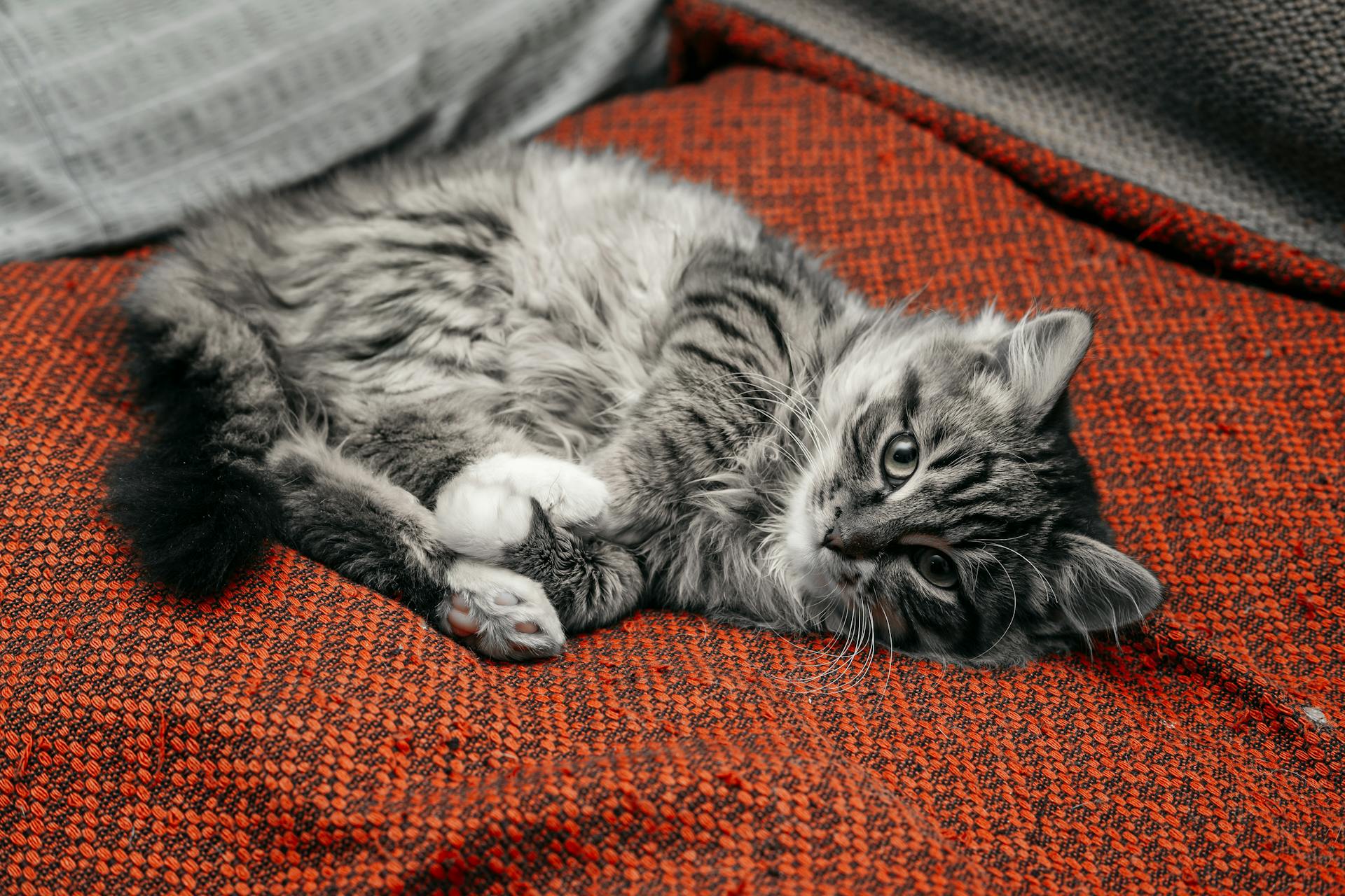 The Mystery of a Falling Cat - Letterly Journal